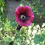 yellow-faced bumble bee on hollyhock flower.